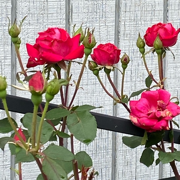 SHIPPING DAY-🌷1-2 days - Picture 12 of 16